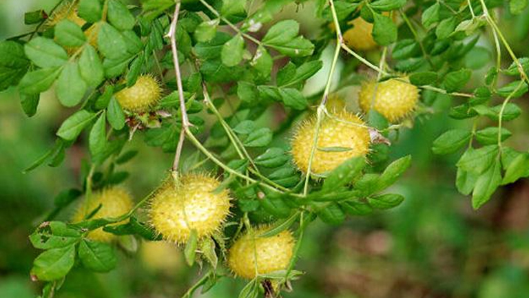 新年巡检第五站